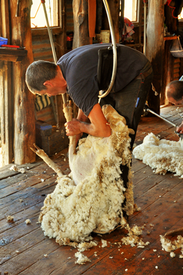 Steam Plains Shearing 022372  © Claire Parks Photography 